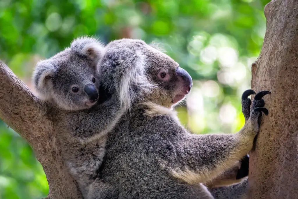 Mother and baby koalas in a gum tree