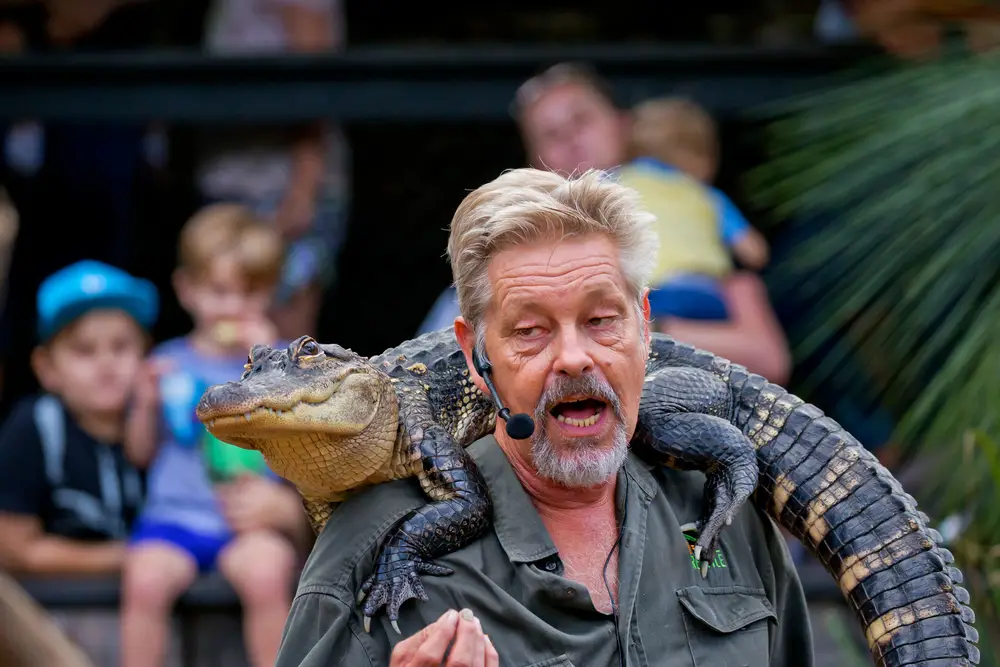 Central Coast. An educator gives a talk to visitors to the Australian Reptile Park, with an Alligator on his shoulders.