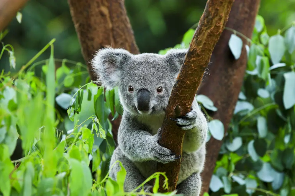 Wingham Riverside Reserve. Koala bear in the bush. About us.