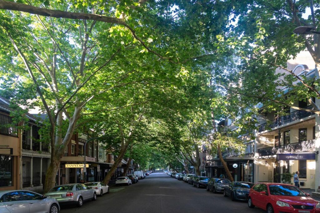 Street view with treesoverarching the road from the Highfield Private Hotel