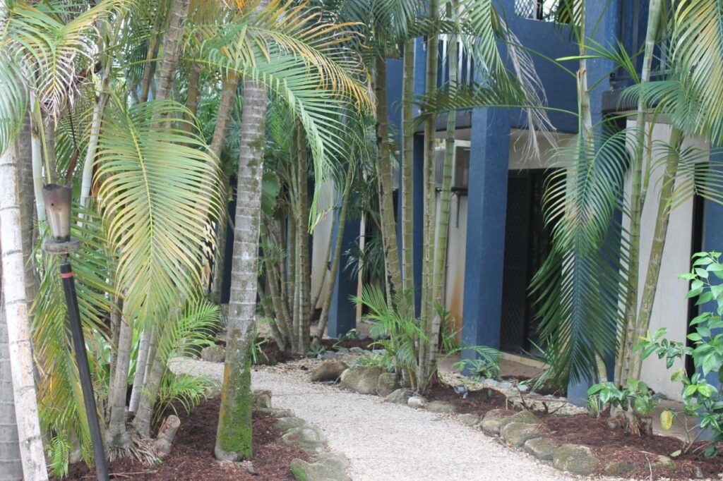 Maintained garden oasis with palm trees and a path leading to your room at Bohemia Resort Cairns